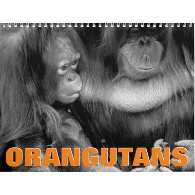 Orangutans 2027 Calendar