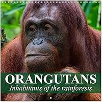 Orangutans Inhabitants of the rainforests 2026 Calendar
