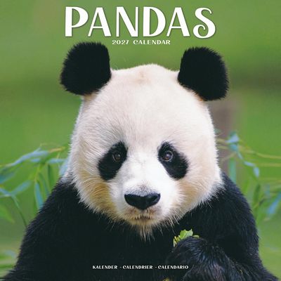 Panda Cubs 2027 Wall Calendar