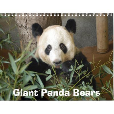 Giant Pandas 2027 Wall Calendar