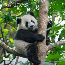 Pandas 2026 Calendar