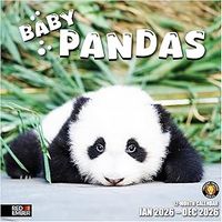 Baby Pandas 2026 Wall Calendar