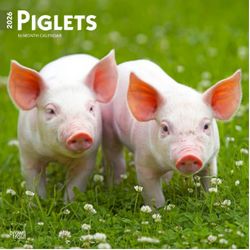 Piglets 2026 Calendar