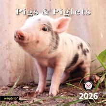Pigs & Piglets 2026 Calendar