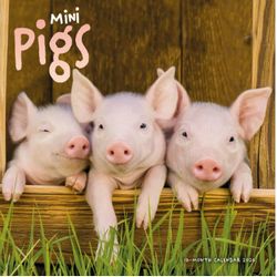 Miniature Pigs 2026 Wall Calendar