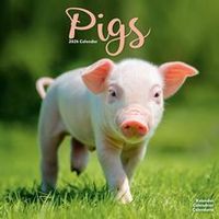 Pigs 2026 Wall Calendar