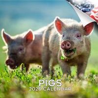 Pigs 2026 Wall Calendar