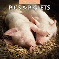 Pigs & Piglets 2026 Wall Calendar