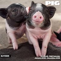 Pigs & Piglets 2026 Wall Calendar