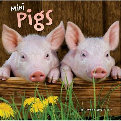 Mini Pigs 2027 Wall Calendar