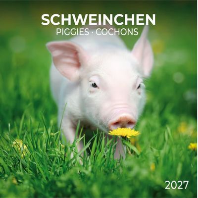 Piggies 2027 Wall Calendar