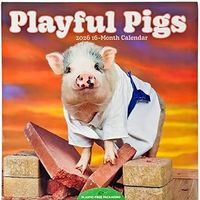 Playful Pigs 2026 Wall Calendar