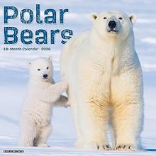 Polar Bears 2026 Calendar