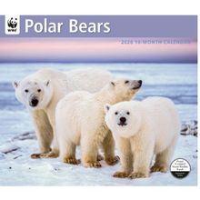 Polar Bears 2026 Calendar