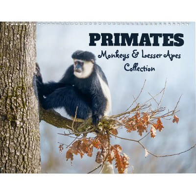 Primates - Monkeys & Lesser Apes Calendar