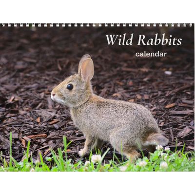Wild Rabbits 2027 Calendar