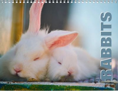Wild Rabbits 2027 Calendar