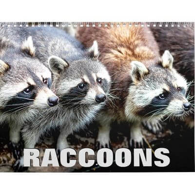 Raccoons 2027 Calendar