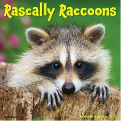 Rascally Raccoons 2026 Wall Calendar