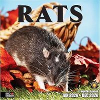 Rats 2026 Wall Calendar