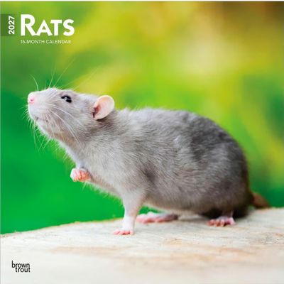 Rats 2027 Wall Calendar