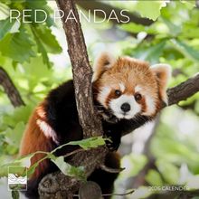 Red Pandas 2026 Wall Calendar