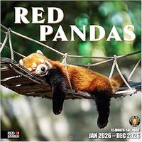 Red Pandas 2026 Wall Calendar