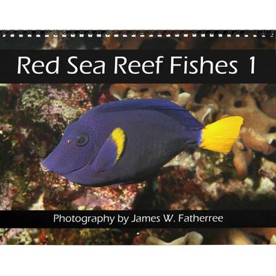 Red Sea Reef Fishes 2027 Calendar 1