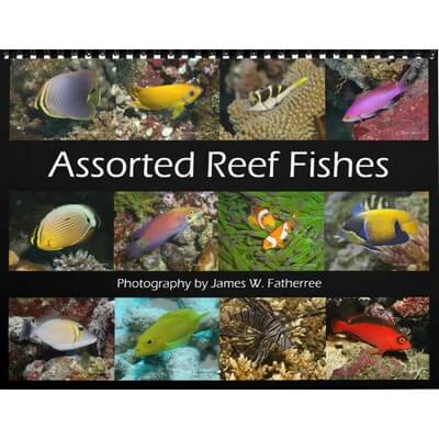 Reef Fishes 2027 Wall Calendar