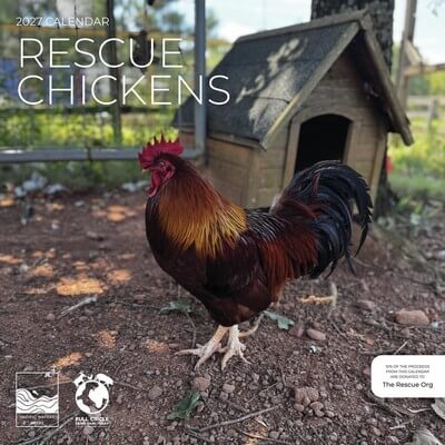 Rescue Chickens 2027 Wall Calendar