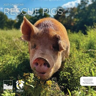 Rescue Pigs 2027 Wall Calendar