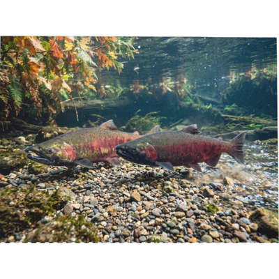 Salmon 2027 Wall Calendar