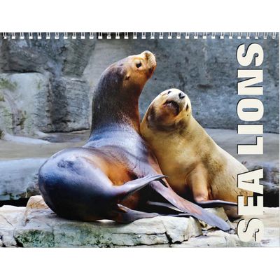 Sea Lions 2027 Wall Calendar