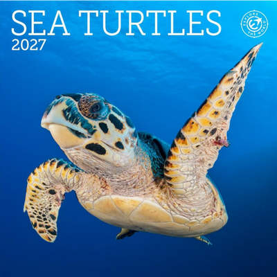 Sea Turtles 2027 Wall Calendar