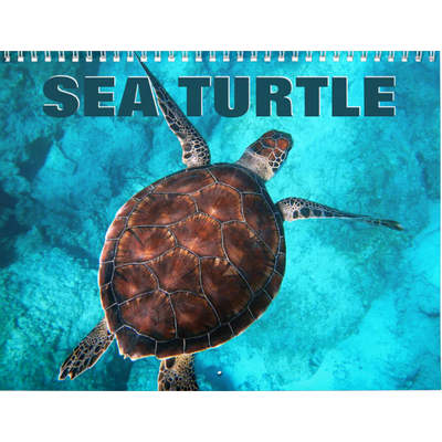 Sea Turtles 2027 Wall Calendar