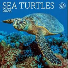 2026 Sea Turtles Calendar
