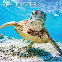 Sea Turtles 2026 Wall Calendar