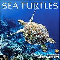 Sea Turtles 2026 Wall Calendar