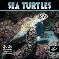 Sea Turtles 2026 Wall Calendar