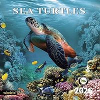 Sea Turtles 2026 Wall Calendar