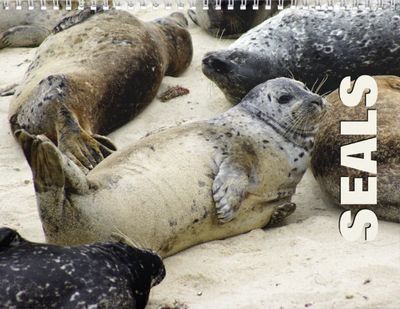 Seals 2027 Calendar