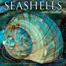 Seashells 2026 Calendar