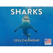 Sharks 2026 Calendar