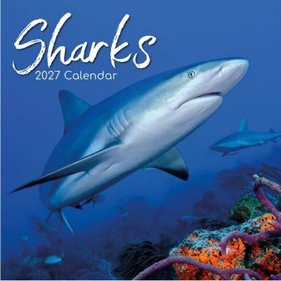 Sharks 2027 Calendar