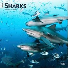 Sharks 2026 Wall Calendar