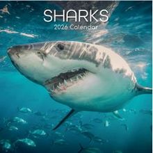 2026 Sharks Calendar