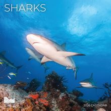 Shark Year 2026 Calendar