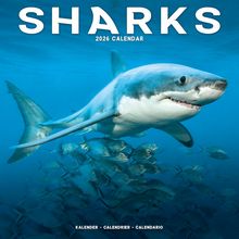 Sharks 2026 Calendar