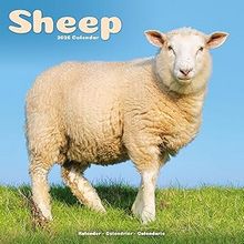 Sheep Calendar