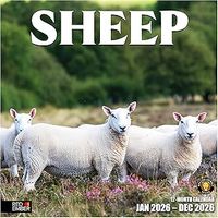 Sheep 2026 Wall Calendar